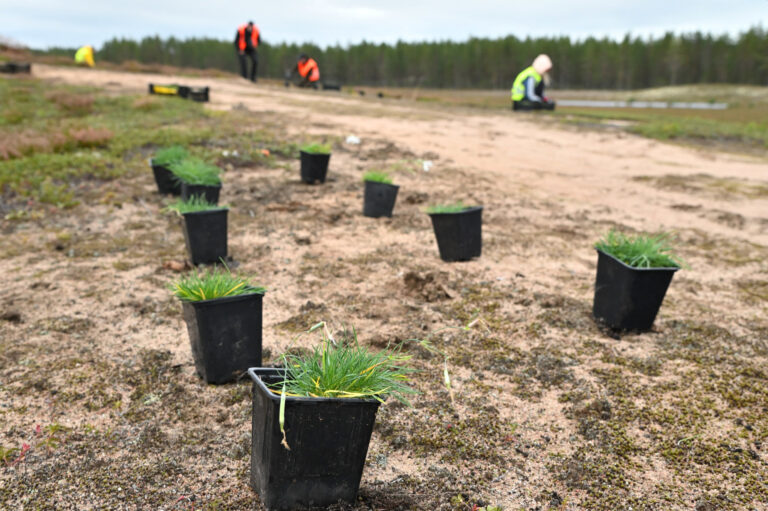 hietaneilikoita purkeissa valmiina istutettavaksi