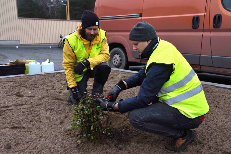 kaksi ihmistä istuttamassa kasvia hiekalle