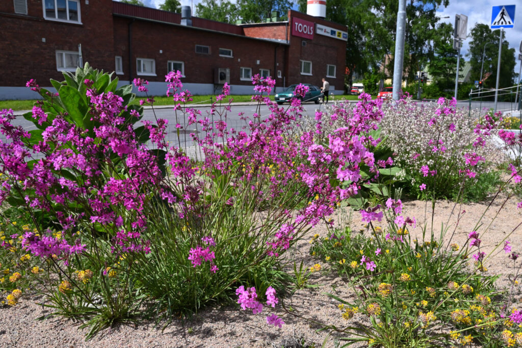 lähikuva mäkitervakoista hiekkaisella pohjalla jalkakäytävän vieressä