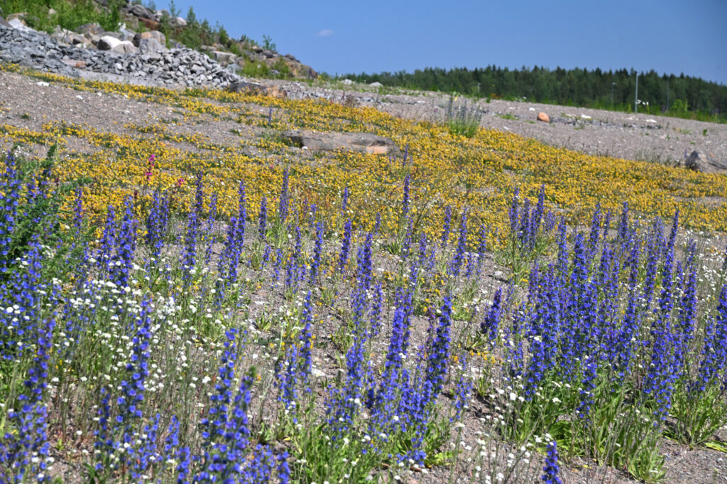 laaja kuva karupohjaisesta kedosta, etualalla sinisiä neidonkieliä ja taaempana keltaista masmaloa