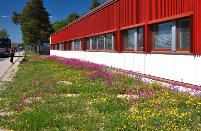 sama koulurakennus kuin vasemmanpuoleisessa kuvassa, mutta vuotta myöhemmin, niitty kukkii punaisena ja keltaisena