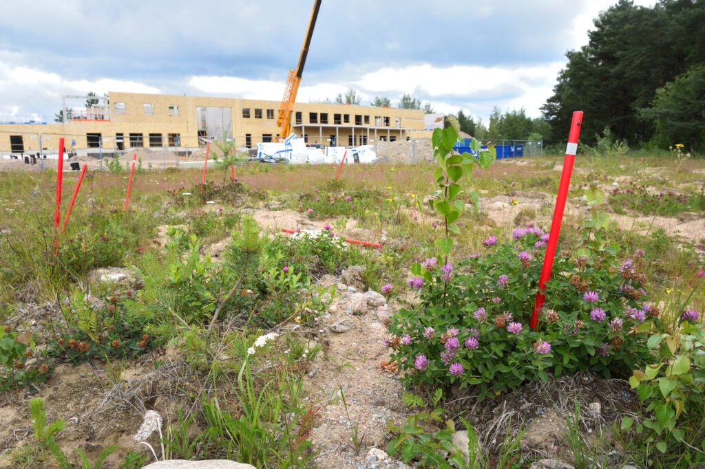 Siirrettyjä metsäapiloita vuonna 2019. Taustalla päiväkodin rakennustyömaa.