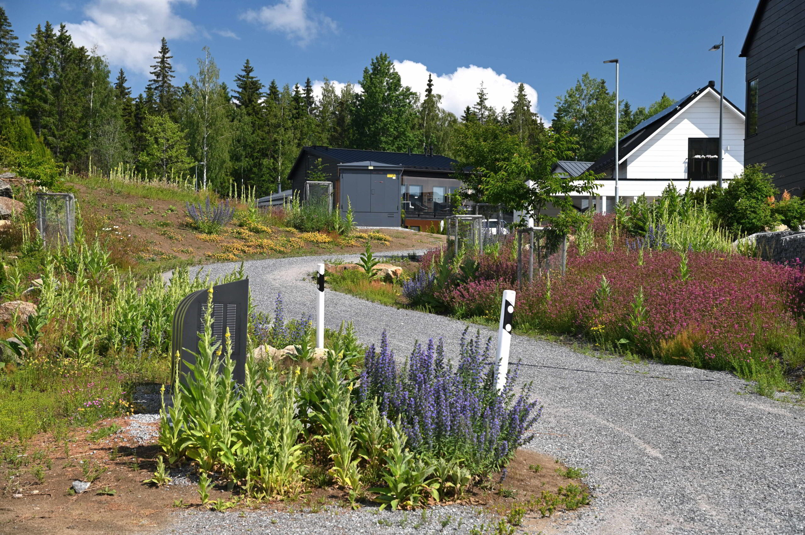 loivaan ylämäkeen kuvattu kävelytie, jonka molemmilla puolilla on runsaasti kukkia; neidonkieli, ukontulikukka ja mäkitervakko hallitsevat kuvaa