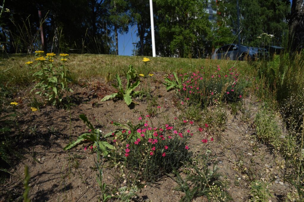 pieni paahteinen rinne, kuvan keskellä kirkkaan aniliininpunaisia ketoneilikoita