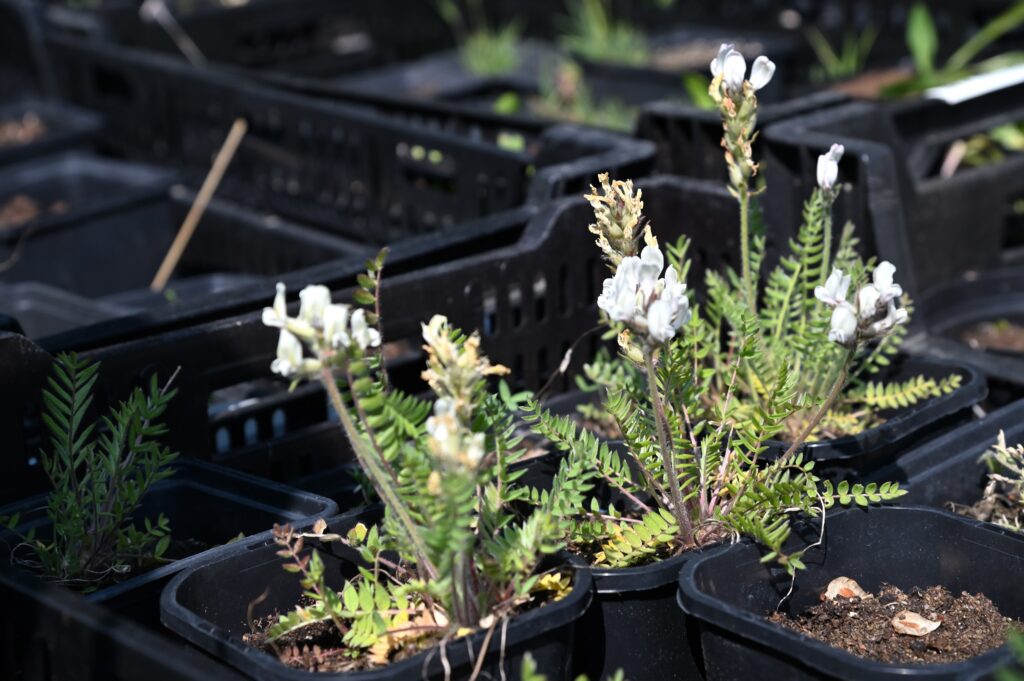 lähikuva muutamasta idänkeulankärjen (Oxytropis campestris subsp. sordida) taimesta poteissa