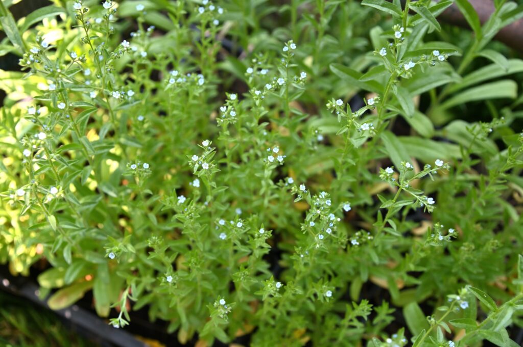 kyläsirkunjyvän (Lappula squarrosa) kukkivia taimia taimilaatikossa