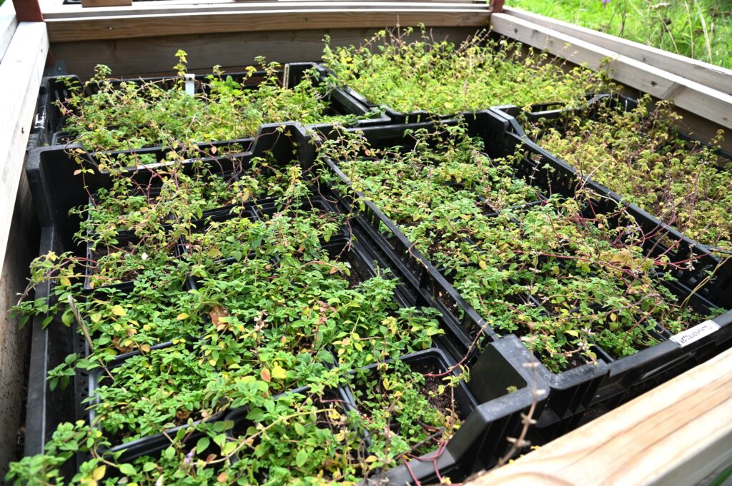 viisi laatikollista ketokäenmintun taimia