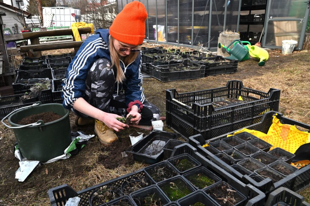 ihminen koulimassa pienen pieniä taimia omiin potteihinsa