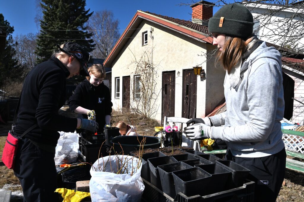aurinkoinen kuva talon pihalta, ihmiset istuttavat puuntaimia potteihin