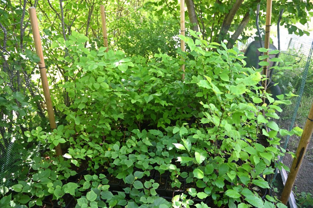 kynäjalavien (Ulmus laevis) sekä vuorijalavien (Ulmus glabra) taimia verkkoaitauksessa