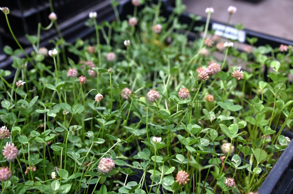 Kukkivia rakkoapilan (Trifolium fragiferum) taimia taimilaatikossa