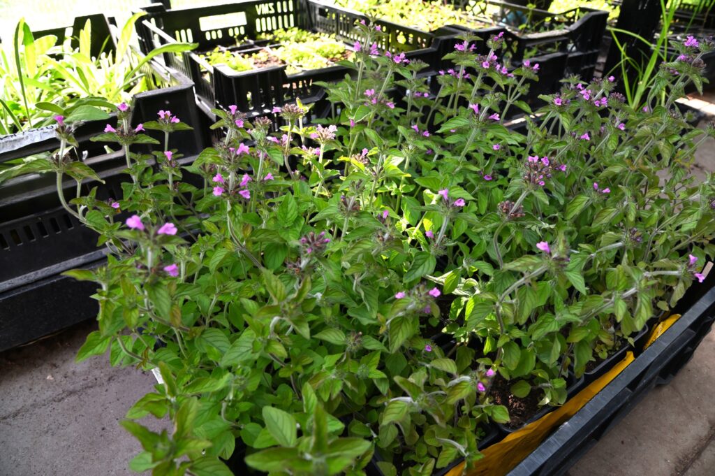 Taimilaatikollinen kukkivia lehtomäkimintun taimia (Clinopodium vulgare)