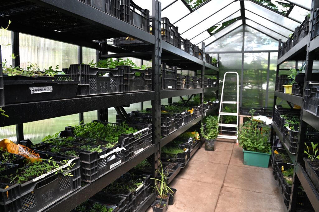 näkymä kasvihuoneen sisällä, nelikerroksisia metallihyllyjä taimilaatikoilla täytettynä