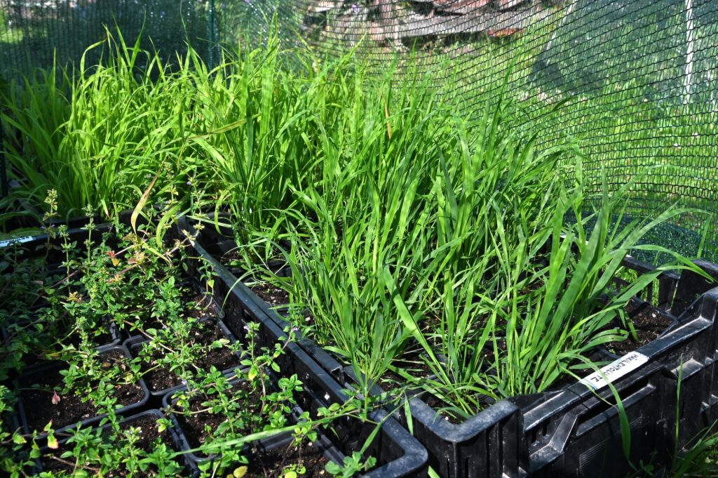 lähikuvaa taimilaatikoista, noin 10-senttistä mäkilehtolustetta (Brachypodium pinnatum) ja noin 7-senttistä ketokäenminttua (Acinos arvensis)