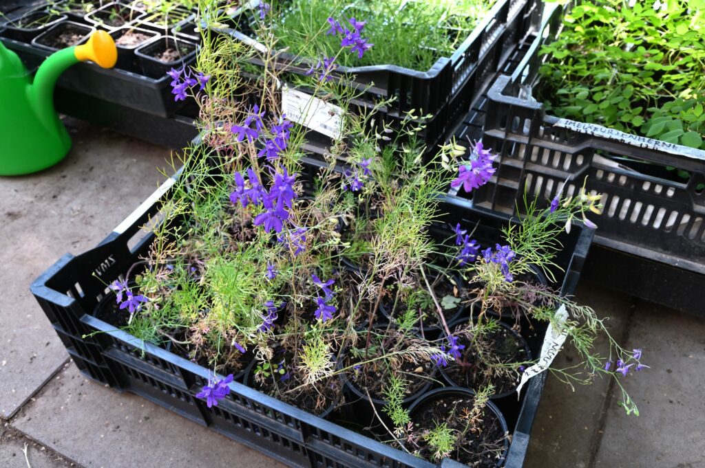 taimilaatikollinen kukkivia rikkakukonkannuksen (Delphinium consolida) taimia