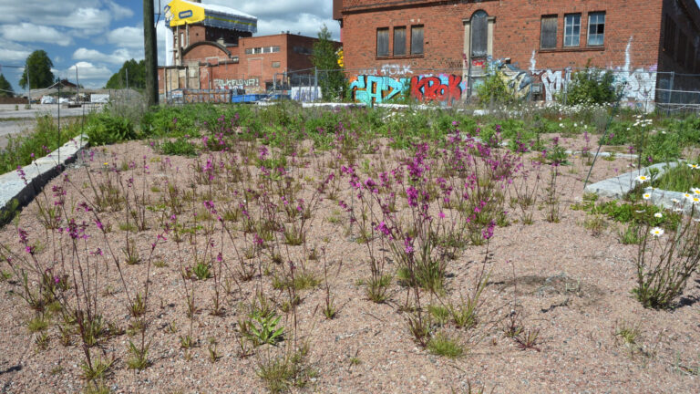kirkkaan aniliininpunaisena kukkivia mäkitervakkoja hiekkaisella rikastamisniityllä