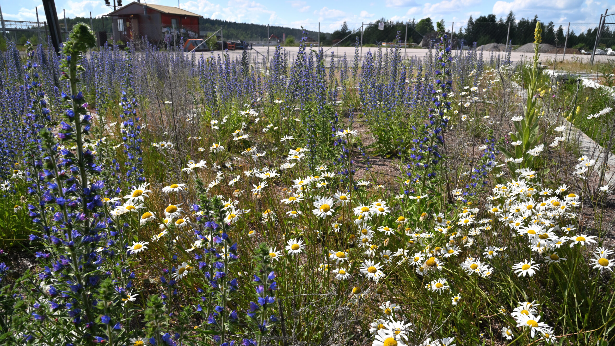 Hiedanrannan rikastamisniitty ja uudenlainen selvitys luonnonkasveista