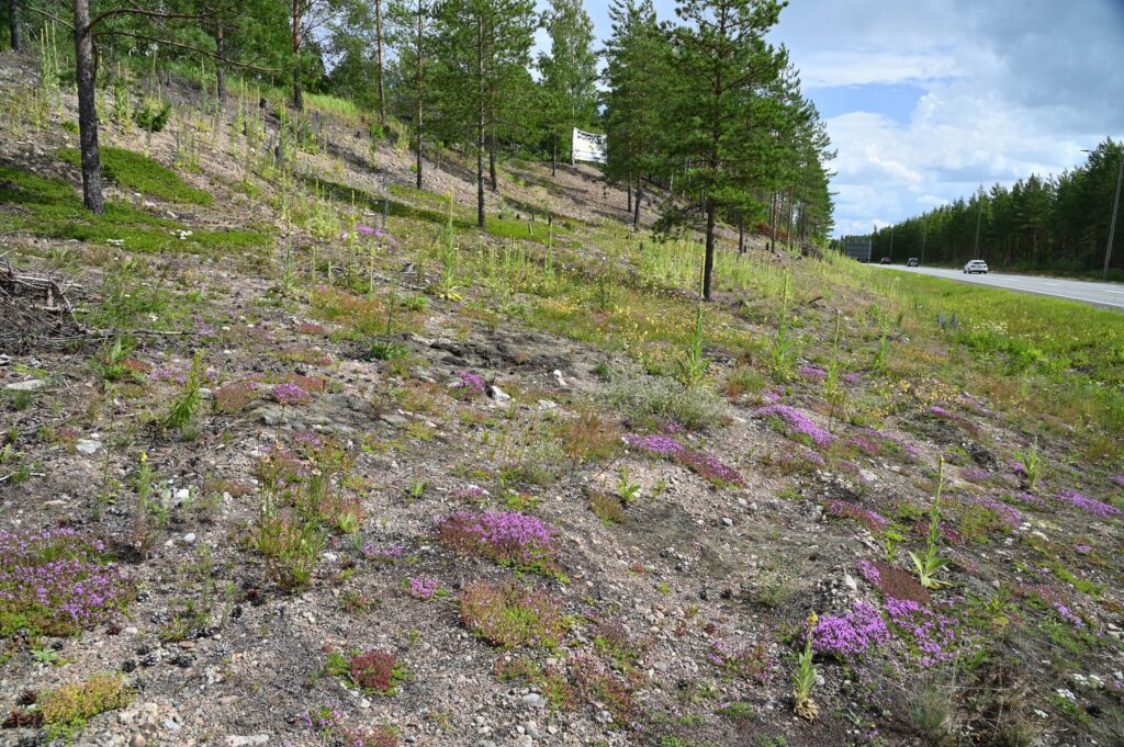 laaja kuva paahderinteestä; jonkin verran kukkivaa kangasajuruohoa, ylempänä muutamia nuorehkoja mäntyjä, kaiken seassa runsaahkosti kukintoaan aloittelevia ukontulikukkia. hieman myös ahopäivänkakkaraa ja jänönapilaa