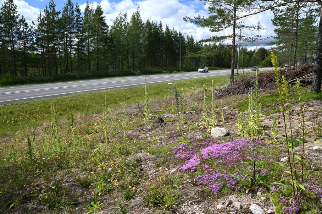 paahdealue vaaleanpunaisine kangasajuruohoineen ja muutamine keltaisine ukontulikukkineen valtatien vieressä.