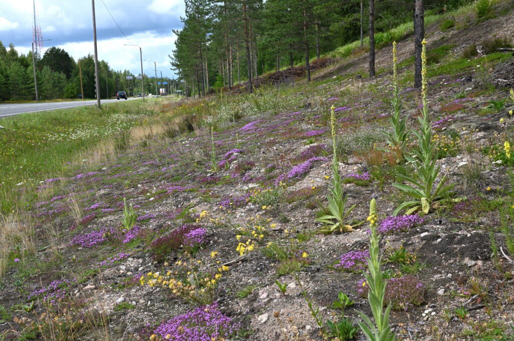 Kuvassa valtatien reunus; välittömästi tien vieressä on enemmän vihreää kukkien ohessa, mutta muutaman metrin päässä tiestä alkaa loiva ylämäki, jossa on hieman karua maanpintaakin näkyvissä. Kuvaa kuitenkin hallitsevat ylärinteen kauniit kukat ja eniten on vaaleanpunaista kangasajuruohoa, keltaista harjumasmaloa sekä joitakin yksittäisiä mutta näyttäviä ukontulikukkia aloittelemassa kukintaansa. Taaempana kuvassa myös valkoisia kukkia, ahopäivänkakkaraa ja harmiota.