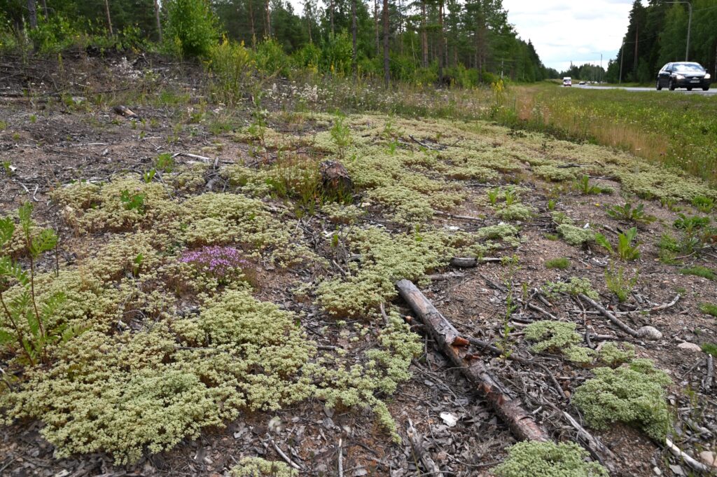 karu paahdealue; kuvan etualalla kuiva kepakko ja suurimman osan kasvillisuudesta muodostaa vaaleajäsenruoho