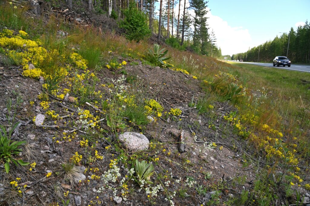 loiva ylärinne valtatien vieressä on osin karua paljasta maata, mutta keltamaksaruohon keltainen väri monipuolistaa sitä