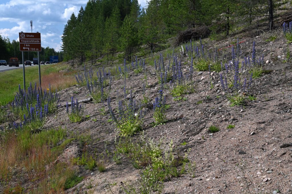 osin karu, loiva ylärinne, jossa paljon kukkivia neidonkieliä