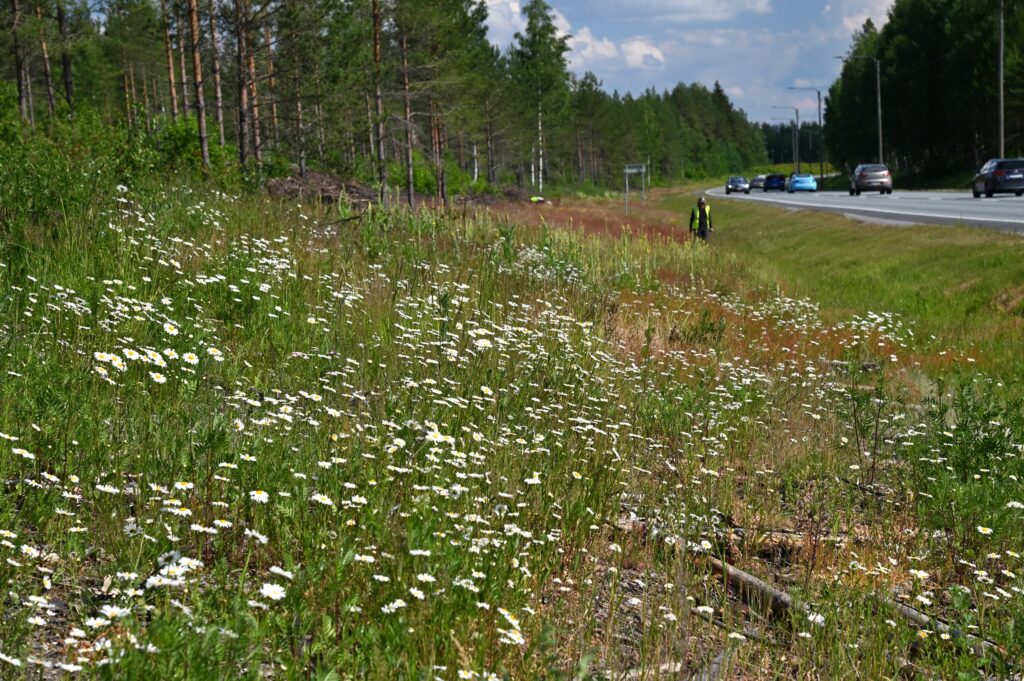runsas ahopäivänkakkaraniitty valtatien vieressä, taustalla kävelee ihminen huomioliiveissä