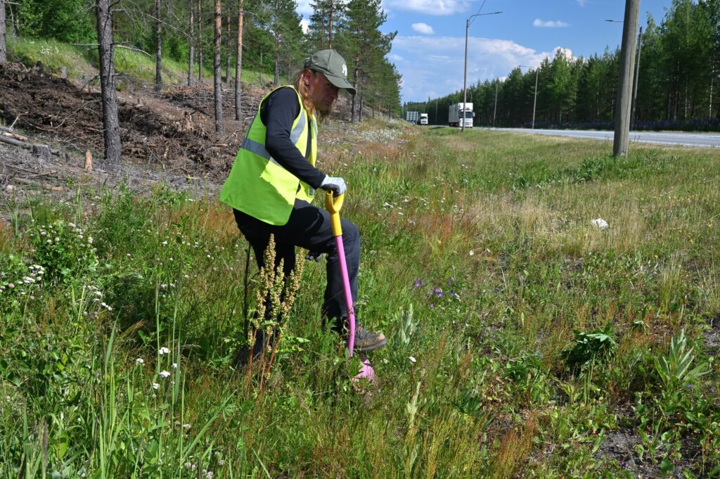 ihminen lapioimassa lupiinin kasvustoa pois