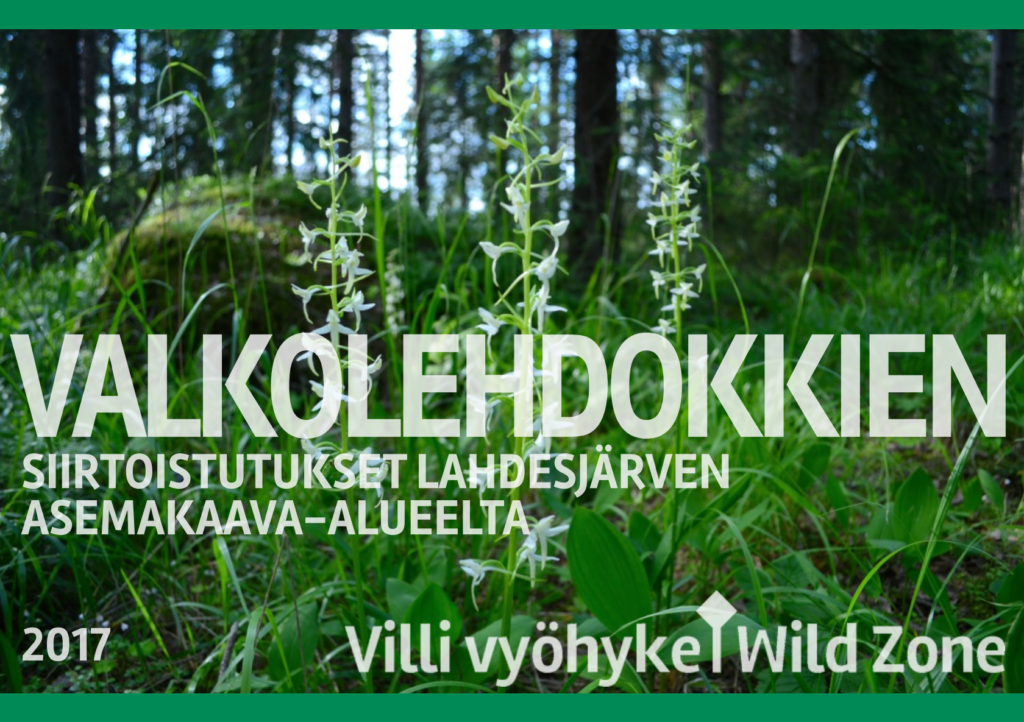 PDF-julkaisun kansikuva: Valkolehdokkien siirtoistutukset Lahdesjärven asemakaava-alueelta Villi vyöhyke 2017 (kuvituksena valkolehdokkeja metsässä)