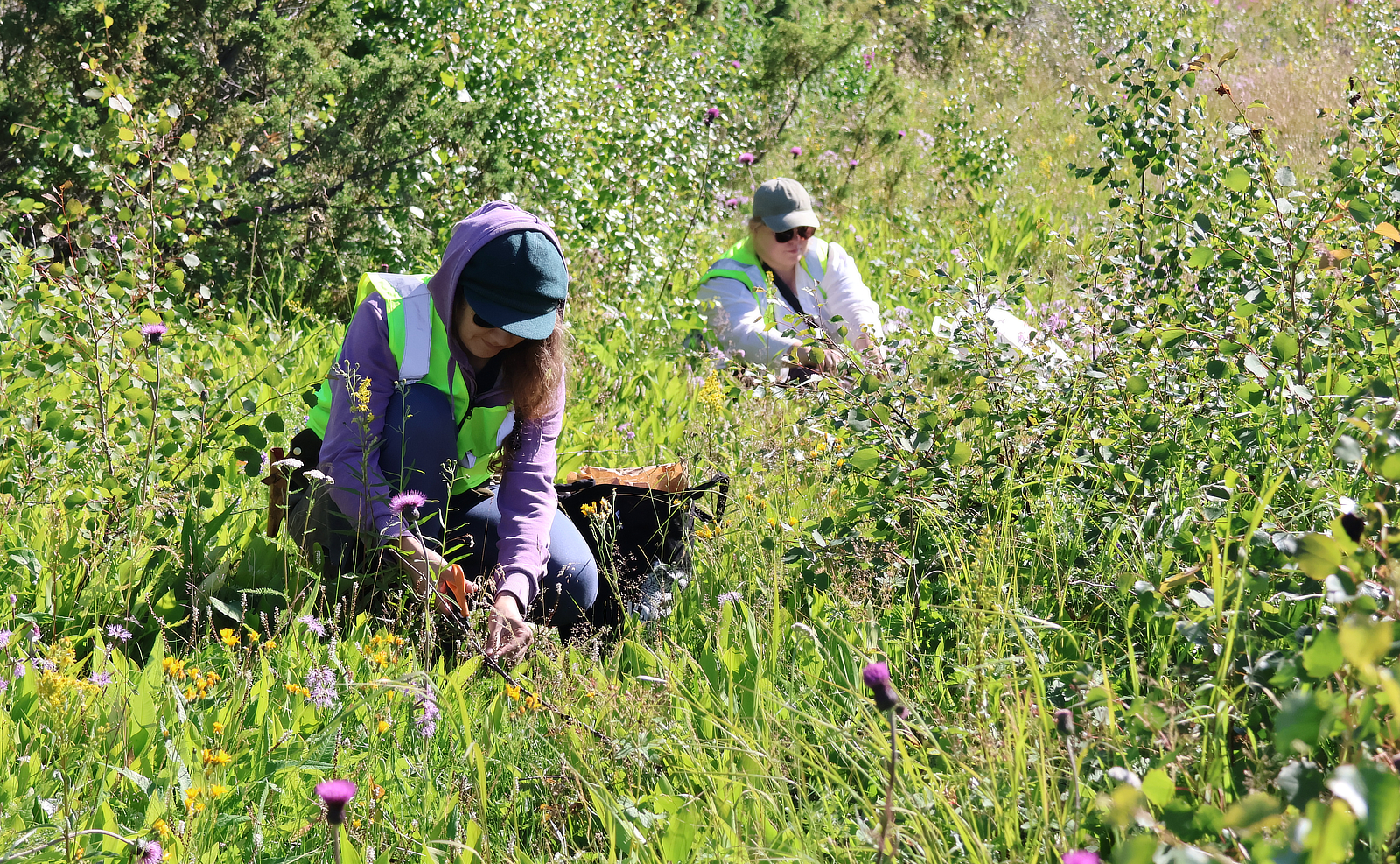 Biodiversiteettipilotti tehdasalueella, Kemi